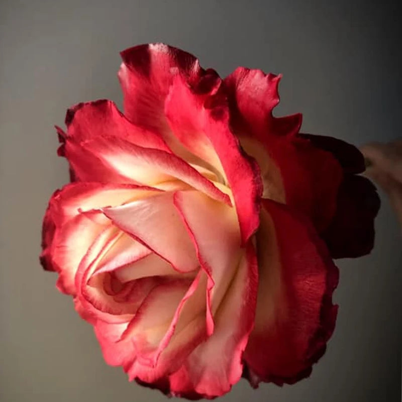 New Rose Veiner Silicone Mold Flower Cake Decorating Tools Sugar Gumpaste Chocolate ,Clay Water Paper Moulds M172
