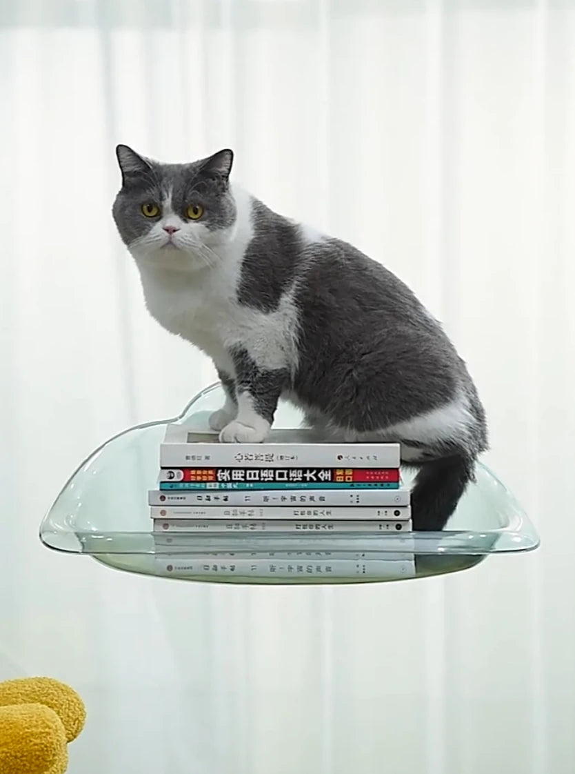 New Transparent Cloud Shape Cat Bed Strong Suction Cup Load Capacity 10KG Cat Climbing Frame Semi Open Cats Playing Pet Supplies