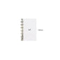 A6/A7/A8 Size Metal Spiral Rings Binder Clip Loose-Leaf  Notebook DIY Scrapbook Planner Fill Paper Storage Folder Accessories