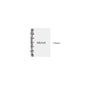 A6/A7/A8 Size Metal Spiral Rings Binder Clip Loose-Leaf  Notebook DIY Scrapbook Planner Fill Paper Storage Folder Accessories