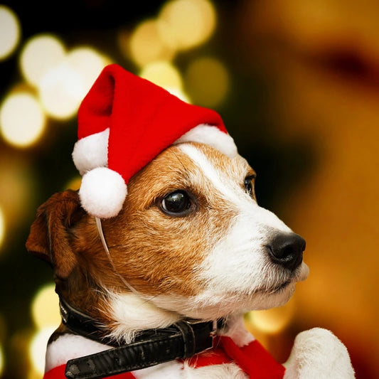 Dog Cat Christmas hat Clothes small hat Pet hat Christmas pet hat Christmas decorations